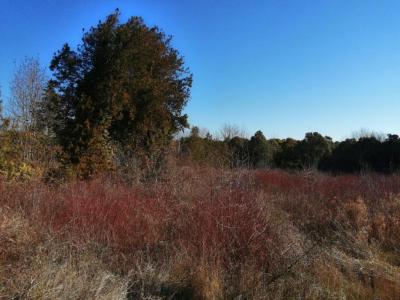 photo For sale Land MIRAMAS 13