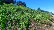 Land CHALOUPE 
