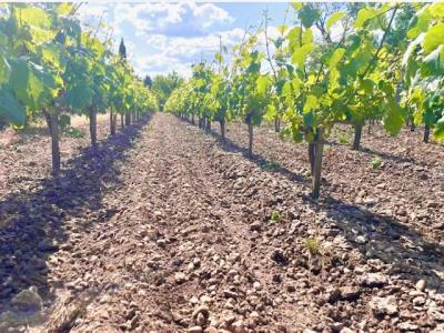 photo For sale Agricultural domain CISSAC-MEDOC 33