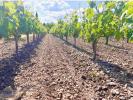 For sale Agricultural domain Cissac-medoc  33250 32767 m2 8 rooms