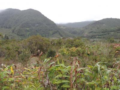 photo For sale Land PLAINE-DES-PALMISTES 974