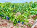 Acheter Domaine agricole Vertheuil Gironde