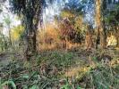 Annonce Vente Terrain Etang-sale