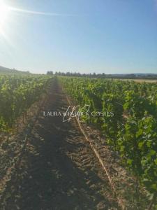 Vente Terrain LEZIGNAN-CORBIERES 11200