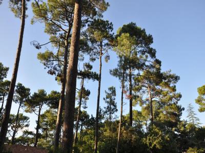 Vente Maison 6 pièces PYLA-SUR-MER 33115