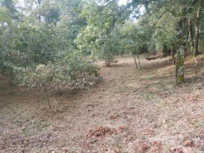 Vente Terrain SAUGNACQ-ET-MURET  40