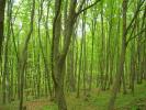 Vente Domaine forestier Saint-dizant-du-gua 17