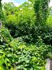 For sale Land Cayenne 97300 223 m2