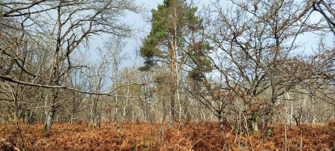 For sale Forested aera LOYE-SUR-ARNON  18