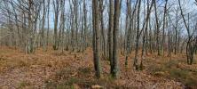 Forested aera LOYE-SUR-ARNON 
