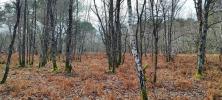 Forested aera LOYE-SUR-ARNON 