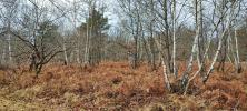 Forested aera LOYE-SUR-ARNON 