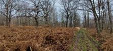 Forested aera LOYE-SUR-ARNON 