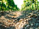 Vente Domaine agricole Pomerol 33500 32767 m2