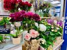 Vente Local commercial Nimes 30