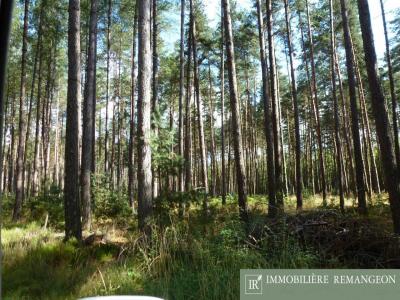 Vente Prestige LAMOTTE-BEUVRON 41600