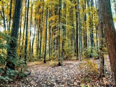Vente Terrain GOUVIEUX  60