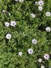 For sale Land Chapelle-sur-aveyron 45230 1058 m2