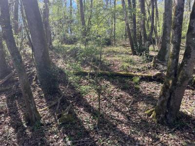 Vente Domaine forestier PUYMIROL 47270