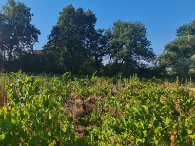 Vente Terrain SAINTE-CECILE-LES-VIGNES  84