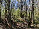 Annonce Vente Domaine forestier Puymirol
