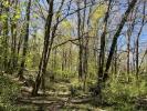 Acheter Domaine forestier 5500 m2 Puymirol