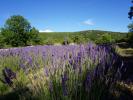Acheter Prestige Banon Alpes de haute provence