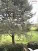 Acheter Maison Artigat Ariege