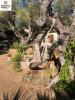 Acheter Maison Cadiere-d'azur Var