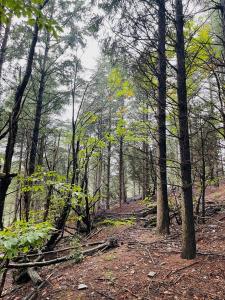 photo For sale Land PREMIAN 34