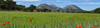Vente Terrain Collias  30210 263 m2
