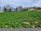 Annonce Vente Terrain