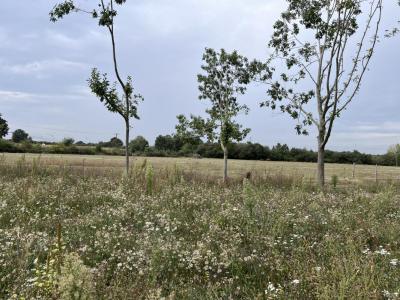 photo For sale Land TRANS-SUR-ERDRE 44