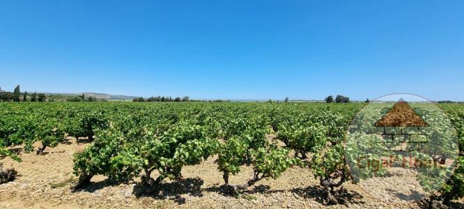 photo For sale Land PALME 11