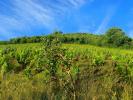 Land ALBI 