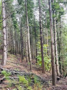 photo For sale Land PREMIAN 34