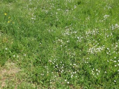 Vente Terrain SAINT-REMY-EN-MAUGES  49