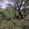 Annonce Vente Terrain Sartene