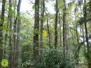 Annonce Vente Terrain Langeais