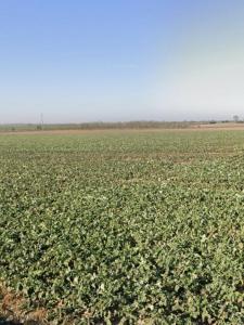 Vente Terrain ANGLIERS 17540