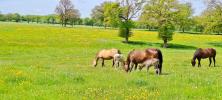 For sale House Montlucon 03100 153 m2 6 rooms