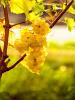 For sale Land Sauternes 33210 25000 m2