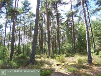 photo For sale Prestigious house ROMORANTIN-LANTHENAY 41