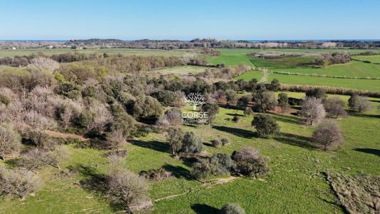 photo For sale House ALERIA 20