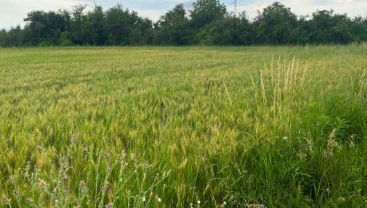 Vente Terrain CHATUZANGE-LE-GOUBET PIZANCON 26