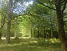 Acheter Domaine forestier Oradour-sur-vayres