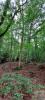 Acheter Domaine forestier 9088 m2 Champagney