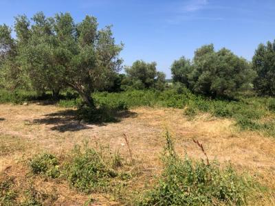 photo For sale Land SAINT-HILAIRE-D'OZILHAN 30