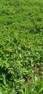 photo For sale Land BASSE-POINTE 972