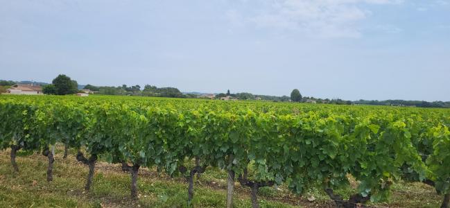 Vente Terrain PORTETS 33640